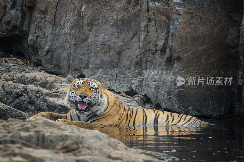 幼孟加拉虎(Panthera tigris tigris)的水，野生动物拍摄